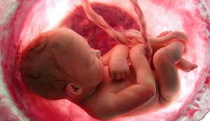 Coranul despre dezvoltarea embrionului uman