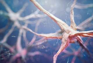 sinapsa neuronala